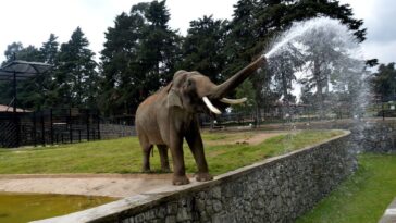 muere Ted, elefante de EDOMEX