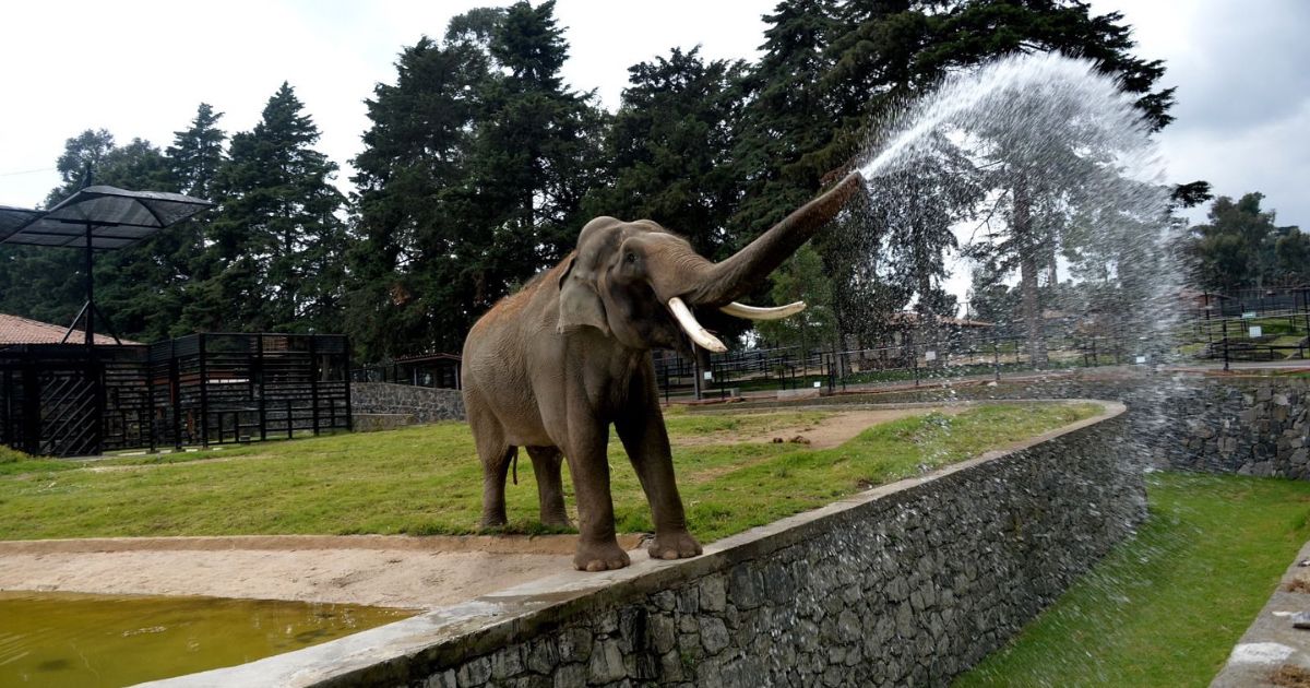 muere Ted, elefante de EDOMEX
