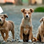 Prohíben la carne de perro en Corea del Sur