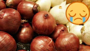 Suben el precio de la cebolla