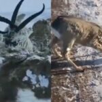 (VIDEO): Se congelan animales ante baja temperatura en Noruega