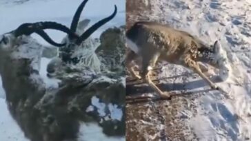 (VIDEO): Se congelan animales ante baja temperatura en Noruega