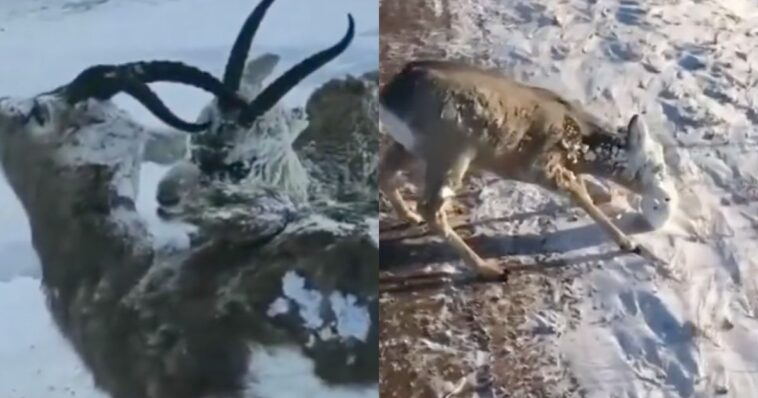 (VIDEO): Se congelan animales ante baja temperatura en Noruega