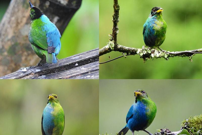 Descubren extraña ave mitad macho y mitad hembra en Colombia