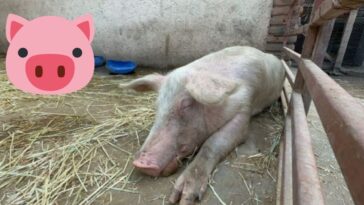 Cerditos rescatados de accidente van a trasladarse a refugio