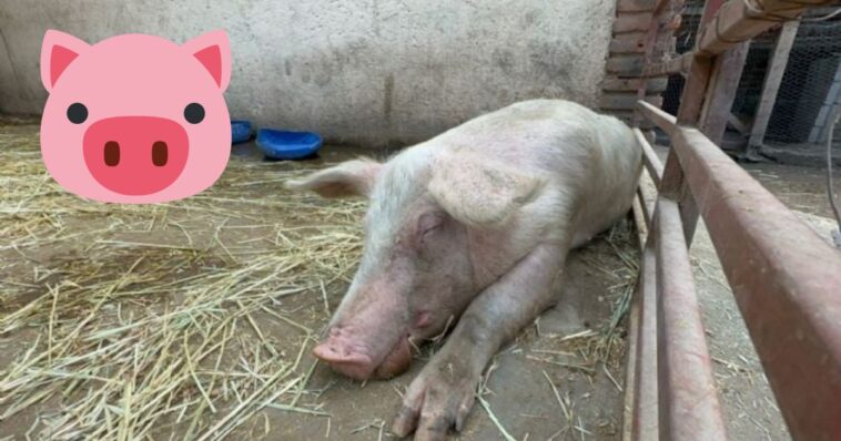 Cerditos rescatados de accidente van a trasladarse a refugio