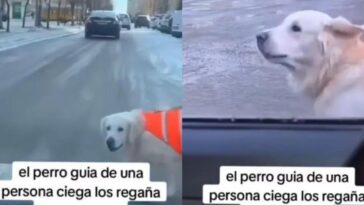 De esta manera un perro guía ayuda a su dueño a cruzar la calle