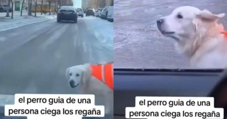 De esta manera un perro guía ayuda a su dueño a cruzar la calle