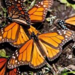 Disminuye la migración de la mariposa Monarca a un 60%
