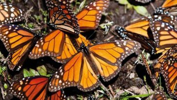 Disminuye la migración de la mariposa Monarca a un 60%