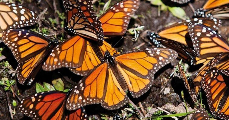 Disminuye la migración de la mariposa Monarca a un 60%