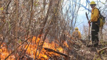 Incendio forestal