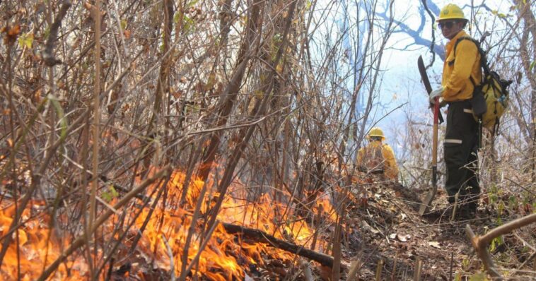 Incendio forestal