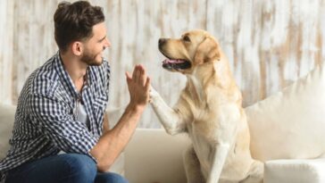 CURP para mascotas ya será obligatorio en CDMX