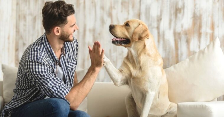 CURP para mascotas ya será obligatorio en CDMX