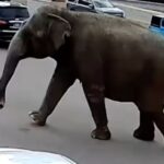 Elefanta Viola
