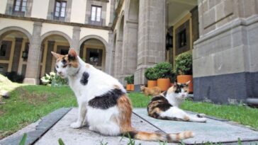 Gatos de Palacio Nacional