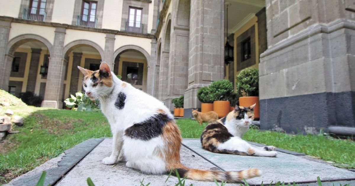 Gatos de Palacio Nacional