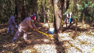 Refuerzan prevención de incendios con brechas cortafuego