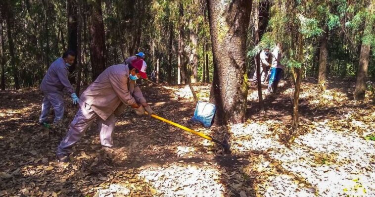 Refuerzan prevención de incendios con brechas cortafuego