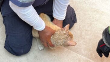 Bomberos de Cuernavaca continúan dando apoyo al rescate de animales de compañía