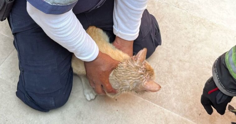 Bomberos de Cuernavaca continúan dando apoyo al rescate de animales de compañía