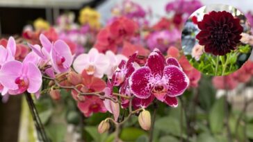 Expresa tu cariño por mamá con flores