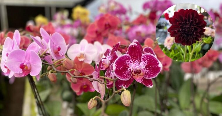 Expresa tu cariño por mamá con flores