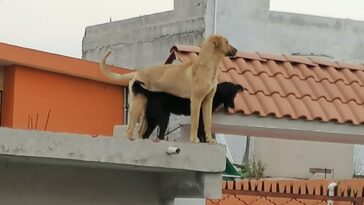 Multaran a los dueños que dejen a sus mascotas en la azotea