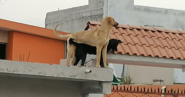 Multaran a los dueños que dejen a sus mascotas en la azotea
