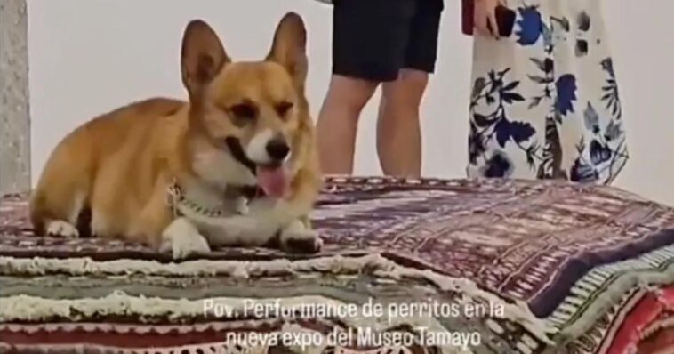Museo Tamayo en investigaciones por exposición con perritos