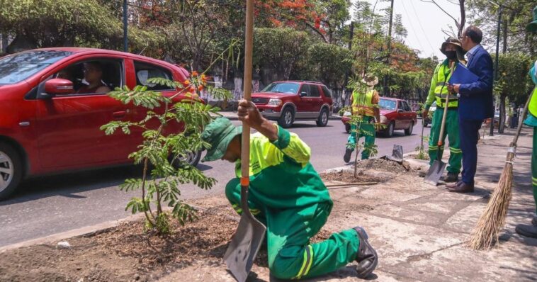 Reforestación en Cuernavaca