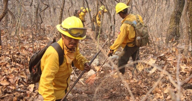 Se reporta el 50% de control de incendio forestal en “El Zapote”