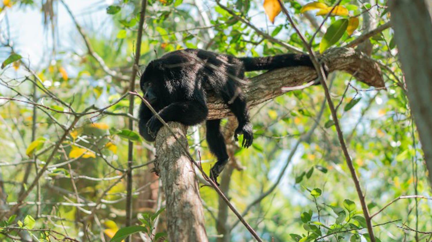 Van 157 monos aulladores que fallecen a causa del calor en Tabasco y Chiapas