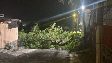 árboles derribados Cuernavaca