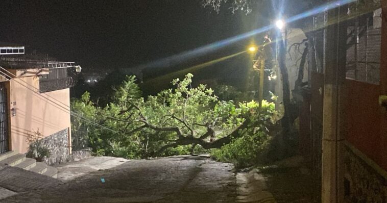 árboles derribados Cuernavaca