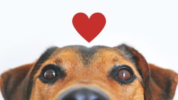 Pago por adoptar perritos
