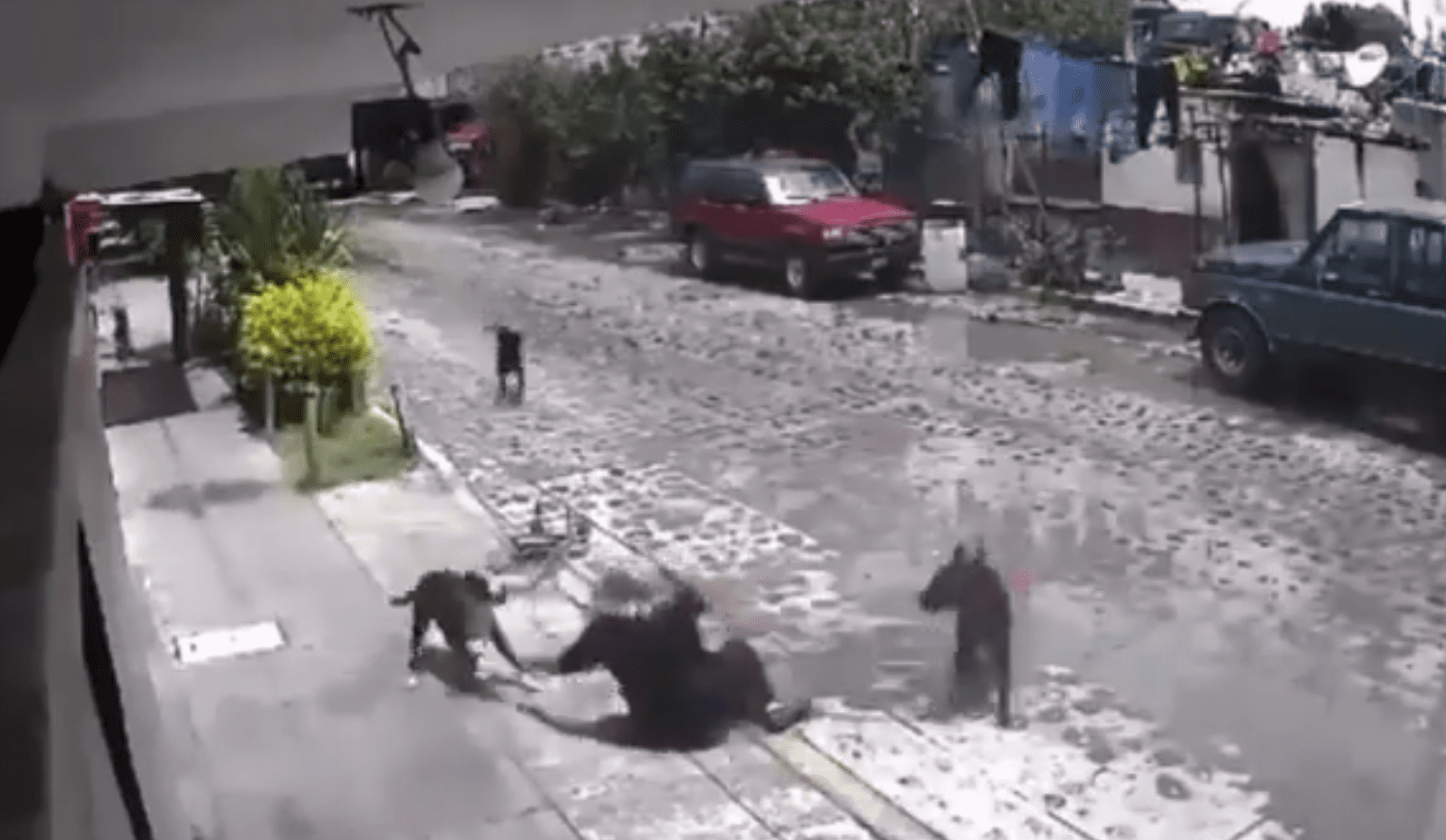 (VIDEO) Perros atacan a adulta mayor en Querétaro