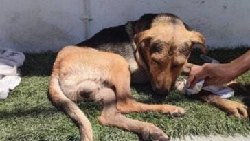 Dan por primera vez sentencia en Guerrero por maltrato animal