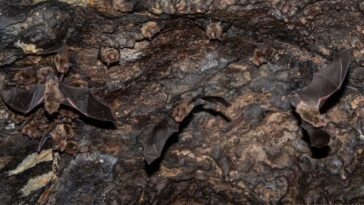 Instalan Comisión Técnica del Refugio de Vida Silvestre Entrada de la Cueva El Salitre