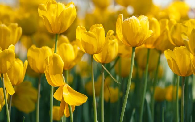 Descubre el significado de regalar flores amarillas. Noticias en tiempo real
