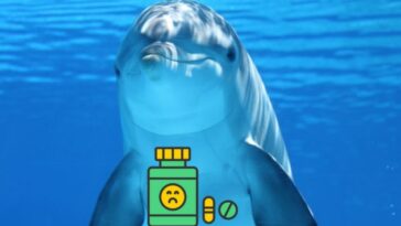Delfines contaminados