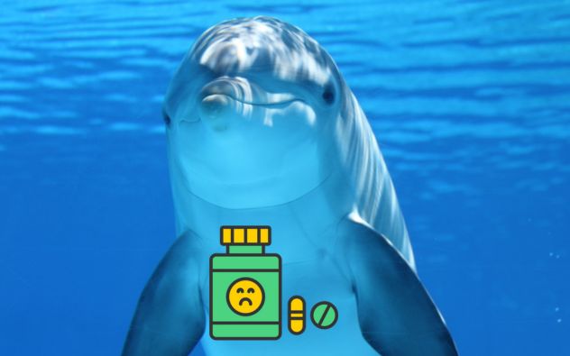 Delfines contaminados