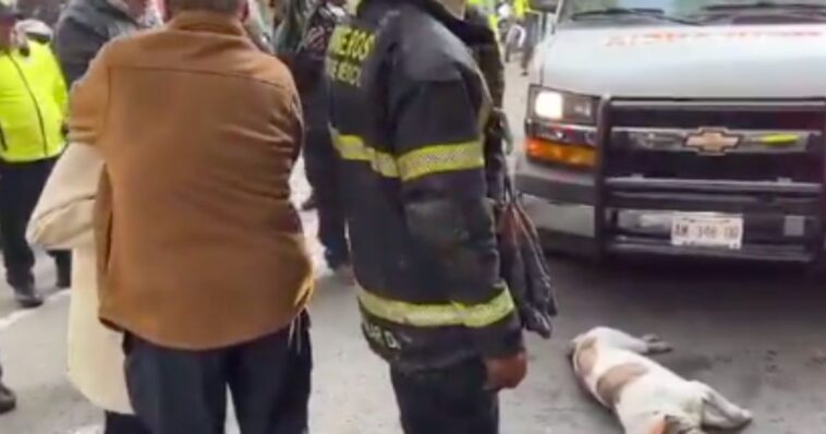 Perrita fallece tras incendio en CDMX y conmueve a internautas