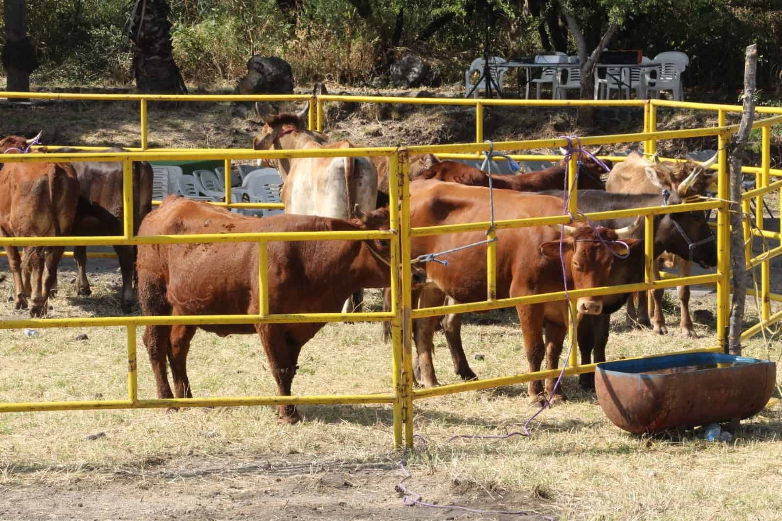 vaquillas Cuernavaca