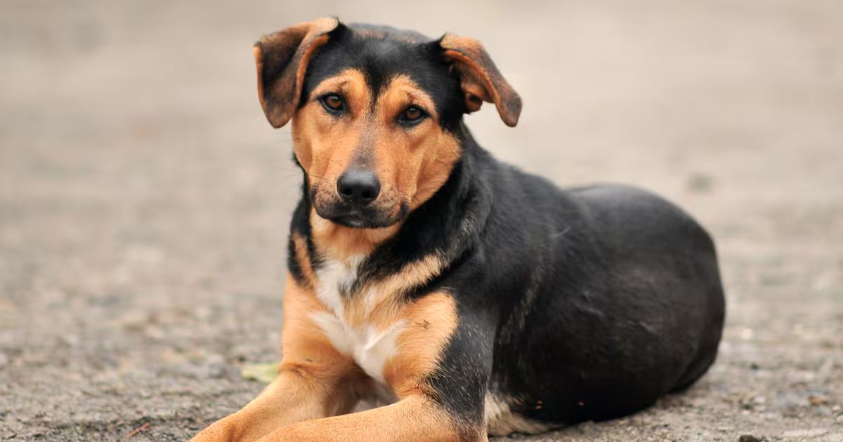 El Registro Único de Mascotas y esterilización gratuita llegó a Tetecalita