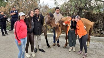 Encuentran a dos caballos que fueron robados de Burrolandia