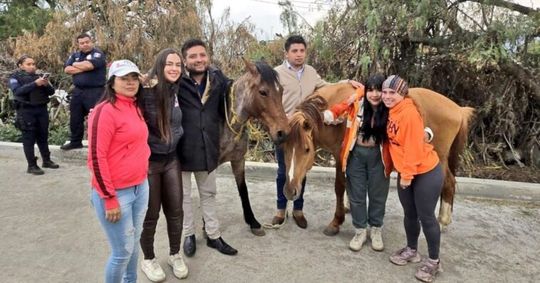 Encuentran a dos caballos que fueron robados de Burrolandia