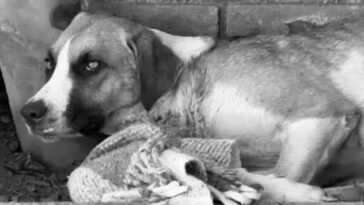 Perrita Chichi