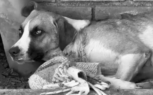 Perrita Chichi